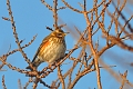 redwing, redwings, thrushes-2